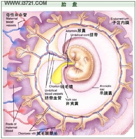 胎盘长什么样|胎盘是什么样的